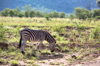 Grazing Zebra, South Africa HDR