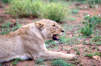 Lion Growling, South Africa HDR