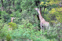 Giraffe with baby, South Africa HDR