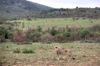 Lion Gaze, South Africa HDR