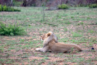 Relaxing Lion, South Africa HDR
