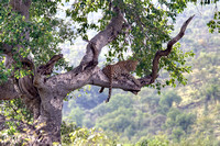 Leopard in Tree, South Africa Enlarged