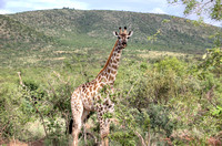 Giraffe Gaze South Africa HDR