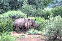 2 Rhinos, South Africa HDR
