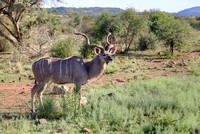 Greater Kudu, South Africa HDR