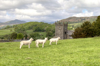 3 Sheep. Hawkshead, England cropped