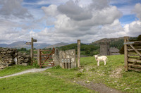 Sheep at gate, Hawkshead, England