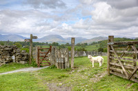 Sheep at Gate 2, Hawkshead, England