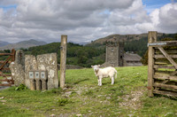 Lamb at Gate, Hawkshead, England