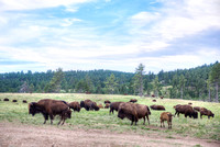 Buffalo in Custer State Park, SD