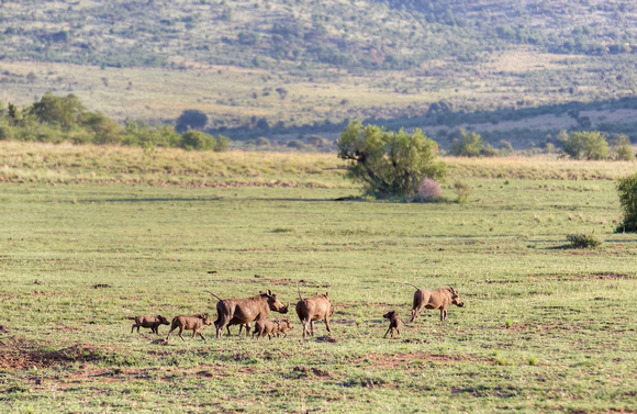 Warthog Den, South Africa HDR