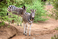 2 Zebras, South Africa HDR