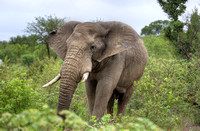 Elephant Close up, South Africa HDR
