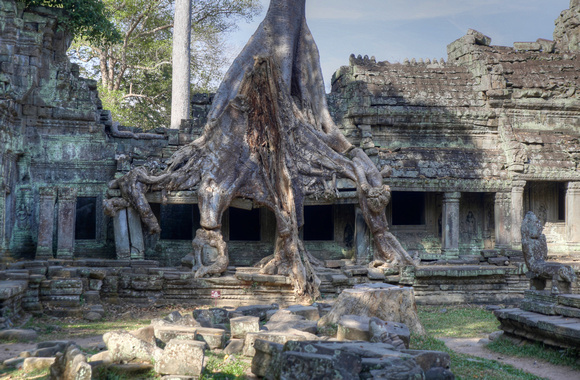 Root covered windows, Angkor Wat, Cambodia