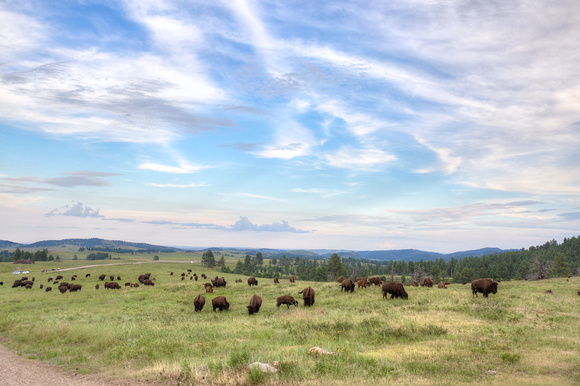 Custer State Park, South Dakota